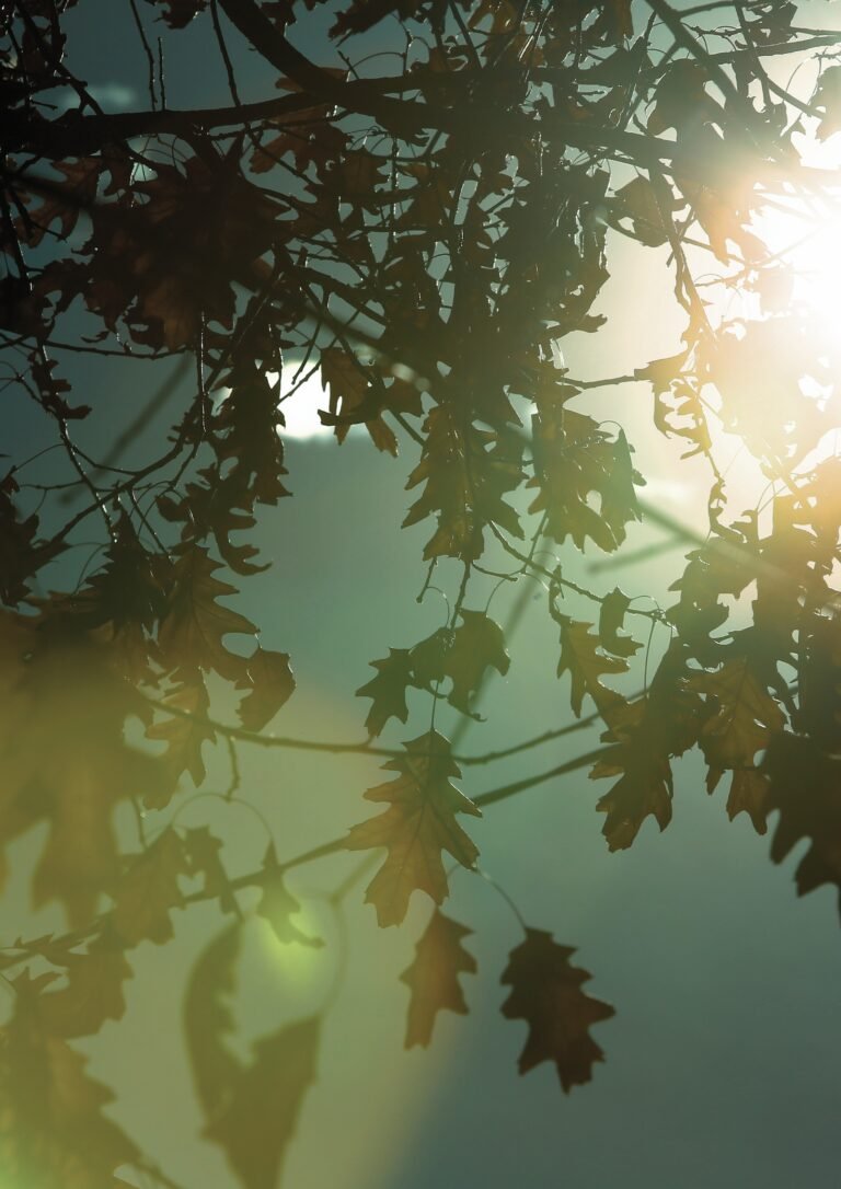 Naccentia Journal The Edit – The Working Light cover image